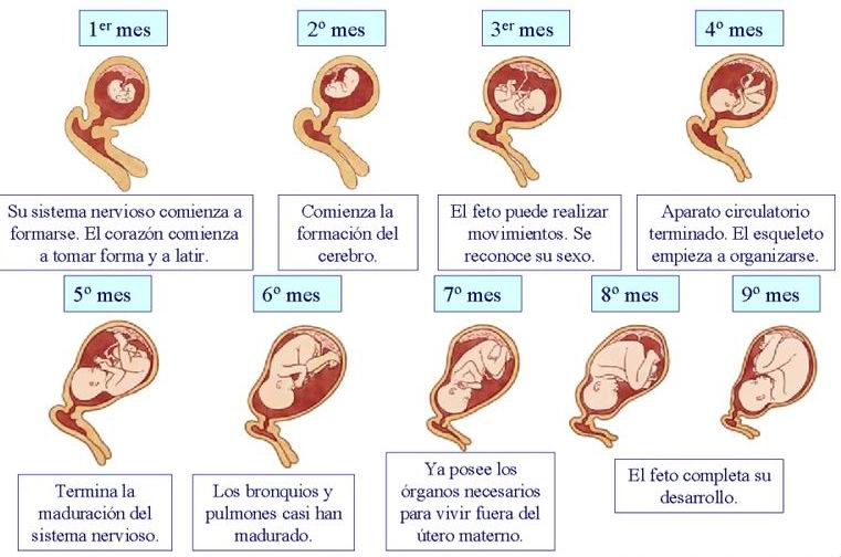Resultado de imagen para periodo embrionario